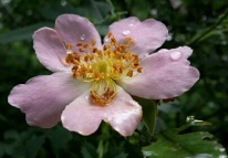 rose dossenwald